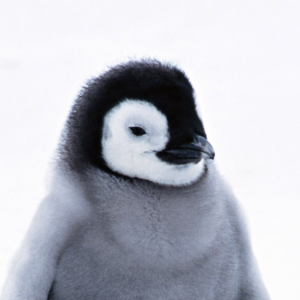 hellothisiswilson avatar