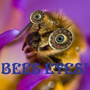 bestbeefacts avatar
