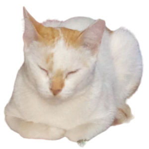 catsurviv0r avatar