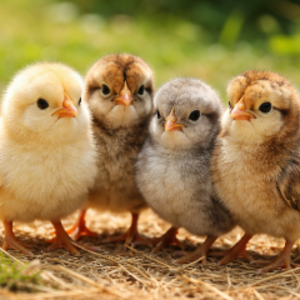 brickintwogether avatar