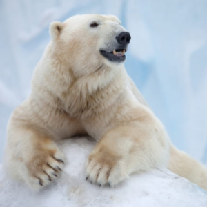 realkalgamer710 avatar