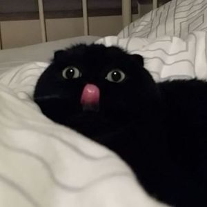 malk avatar