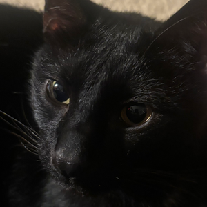 greysweaterkid avatar