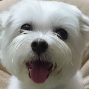 thestarandcat avatar