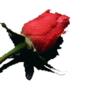 yvonnefarrahnfpy avatar