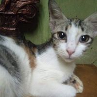 15815437 avatar