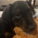 noobdog avatar