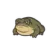 meeptoad