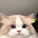 draftchoco avatar