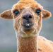 polska-alpaka avatar