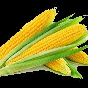 Corn Shuckers (PUBG)