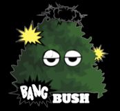Bang Bush