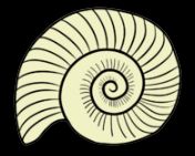 Ammonite